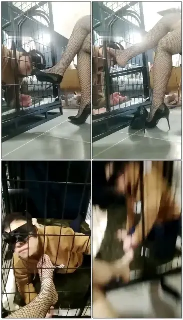 【Verin维因】狗笼里的狗真可怜