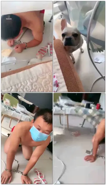 【玉蝴蝶】圈养喂食环节跟真狗一样