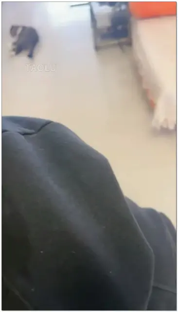 【初见】肉丝酸奶