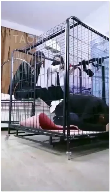 【傲柔】双主调教笼子里的圈养狗，舔鞋舔脚，踩舌头，踩包子喂食