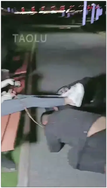 【幼稚园的小太子】户外非常刺激的调教双狗