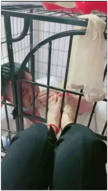 【广州蓝汐s】狗笼调狗