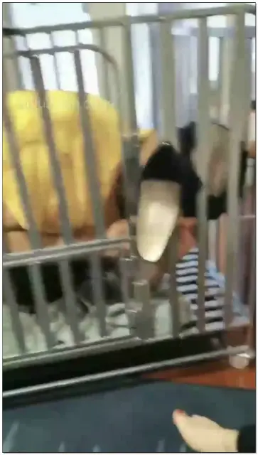 【南京廖兮S】圈养狗求关笼子