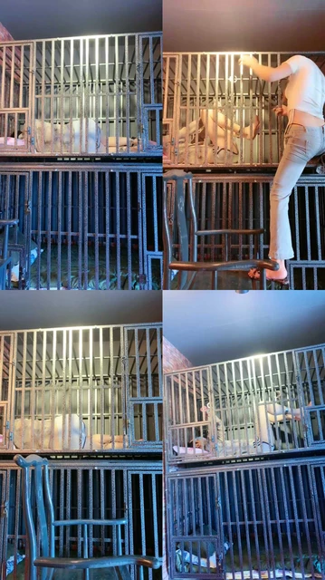 【圈养基地】囚禁狗笼实录