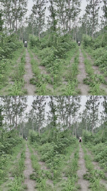 【小野猫】野外骑马1